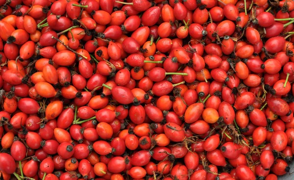 Freshly picked rose hips — Stock Photo, Image