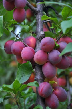 Ağacın dalı üzerinde olgun erik vardır