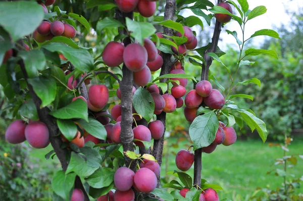 Op de tak van de boom zijn rijpe pruimen — Stockfoto