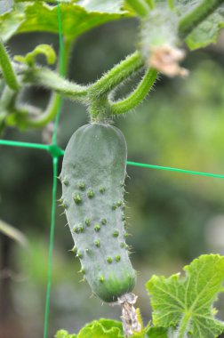 Bahçede, salatalıklar bir ızgara kullanılarak yetiştirilir.