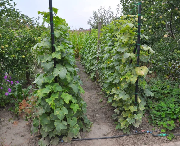 No jardim, os pepinos são cultivados usando uma grade — Fotografia de Stock