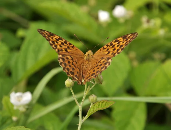 Na flor uma borboleta sentado pandora Argynnis — Fotografia de Stock