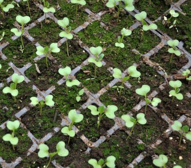 Lahana fideleri plastik kaset içinde büyüyen