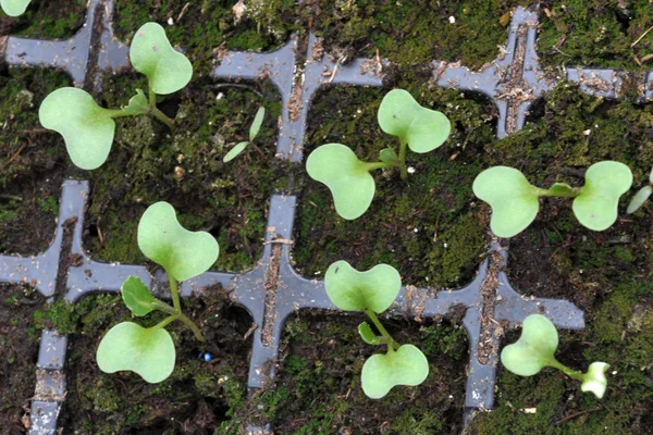 Growing cabbage seedlings in plastic cassettes — Stock Photo, Image