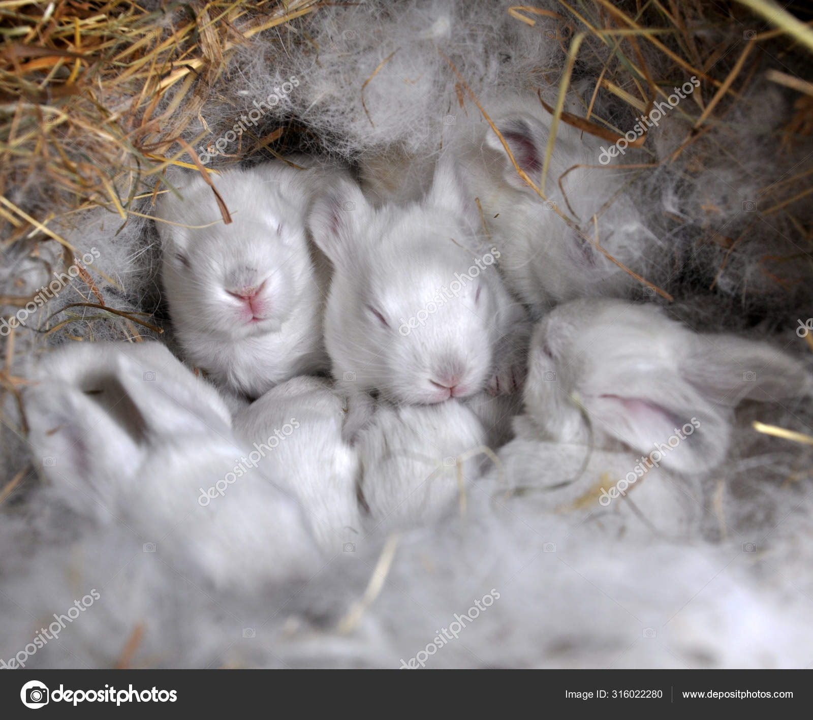 Baby Californian Rabbits