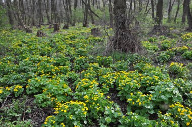Bataklıkta, kızılağaç ormanında bataklıkta (Caltha p.