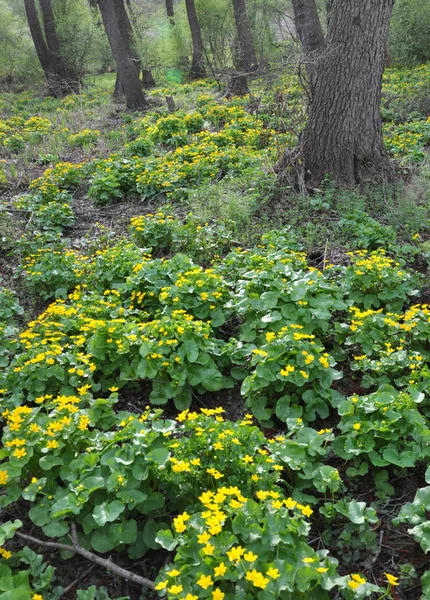 In a swamp, in the alder forest blossom marsh marigold (Caltha p