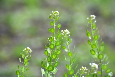 Doğada, Thlaspi arvense yabani otların arasında yetişir.