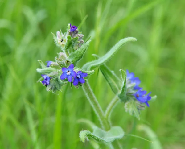 Anchusa Blooms Wild Meadow — Stock Photo, Image