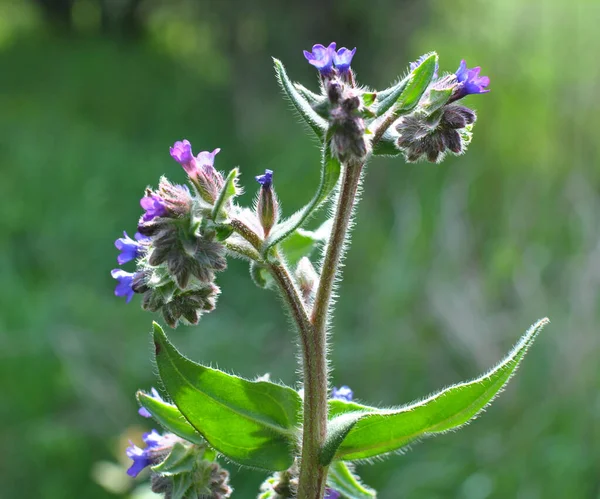 Anchusa Ανθίζει Στην Άγρια Φύση Στο Λιβάδι — Φωτογραφία Αρχείου