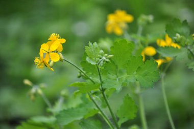 Çelidonyum majus yaprakları ve sarı çiçekleri vahşi doğada yetişiyor.