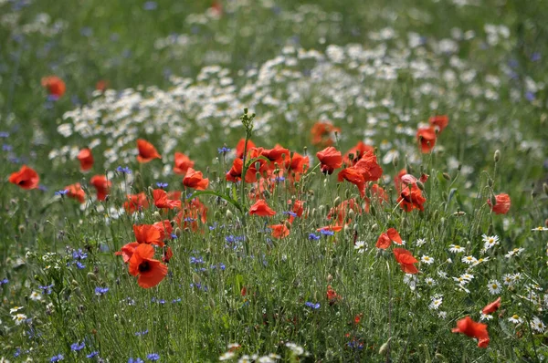 Milieu Été Diverses Fleurs Sauvages Poussent Dans Champ — Photo