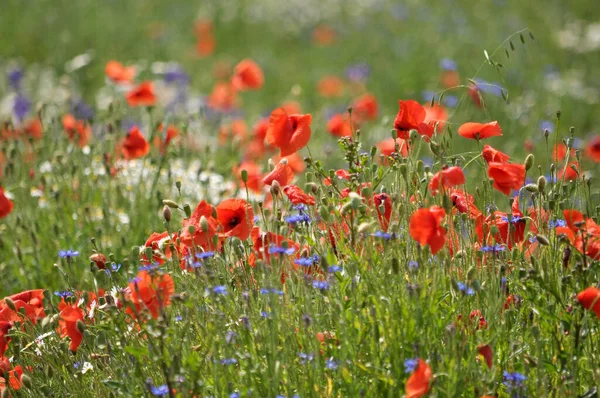 Milieu Été Diverses Fleurs Sauvages Poussent Dans Champ — Photo