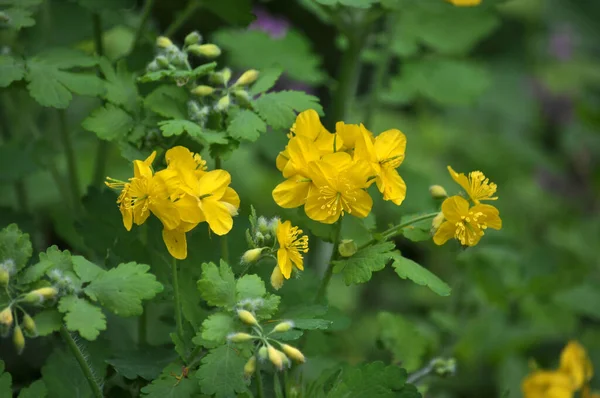 Chelidonium Majus Levelekkel Sárga Virágokkal Vadon — Stock Fotó