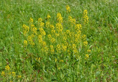 Yabani şalgam (Barbarea vulgaris) otlar arasında doğada çiçek açar.