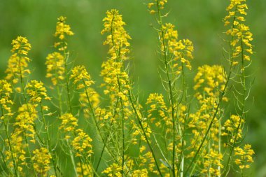 Yabani şalgam (Barbarea vulgaris) otlar arasında doğada çiçek açar.