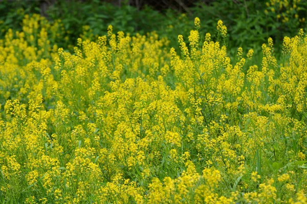 Wild Turnip Barbarea Vulgaris Blooms Nature Grasses — Stock Photo, Image