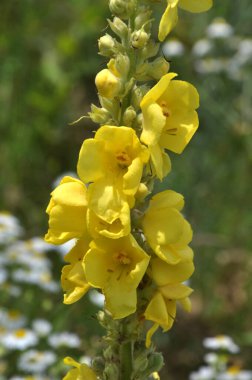 Yazın, vahşi doğada Mullein (Verbascum) çiçek açar