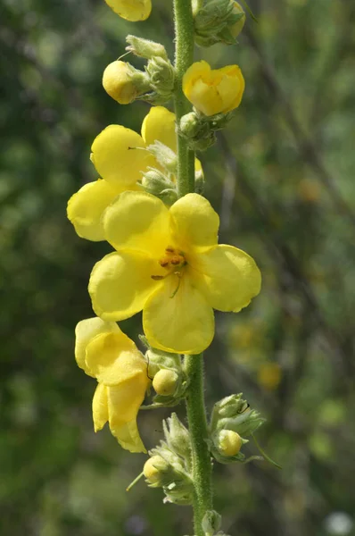 Летом Дикой Природе Цветет Муллейн Verbascum — стоковое фото