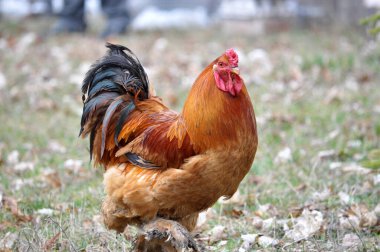 Kırsal alanda yetişkin bir horoz.