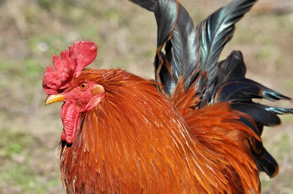 Adult Domestic Rooster Rural Yard — Stock Photo, Image