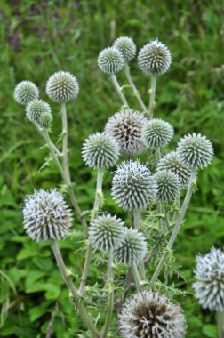Vahşi doğada, bal bitkisi echinops sphaerocephalus çiçek açar.