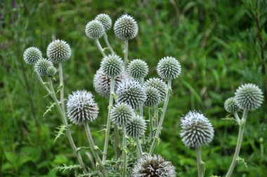 Vahşi doğada, bal bitkisi echinops sphaerocephalus çiçek açar.