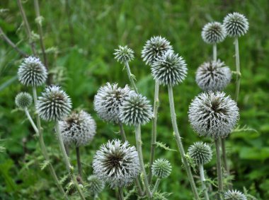 Vahşi doğada, bal bitkisi echinops sphaerocephalus çiçek açar.