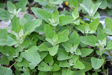 Doğada, alan bir haç yetiştirir (Chenopodium albümü)