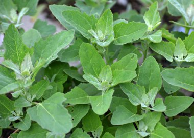 Doğada, alan bir haç yetiştirir (Chenopodium albümü)