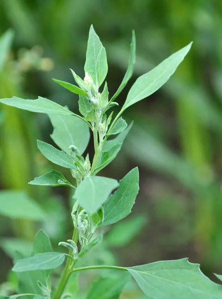 Nature Field Grows Orach Chenopodium Album — Stock Photo, Image