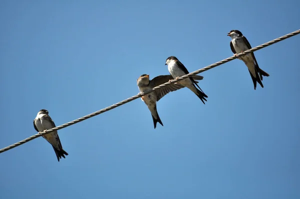 Golondrina Del Pueblo Hirundo Rustica Descansa Una Línea Transmisión Eléctrica — Foto de Stock