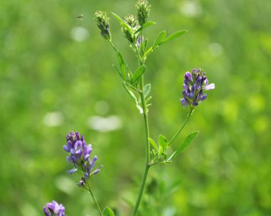 Alan, değerli bir hayvan yemi olan yonca çiçekleri açıyor.