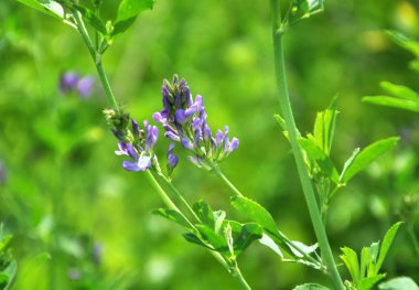 Alan, değerli bir hayvan yemi olan yonca çiçekleri açıyor.