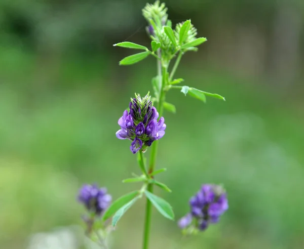 Field Blooming Alfalfa Which Valuable Animal Feed — Stock Photo, Image