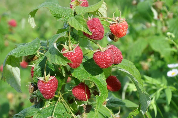 Frukter Hallon Och Gröna Blad Buskgren — Stockfoto