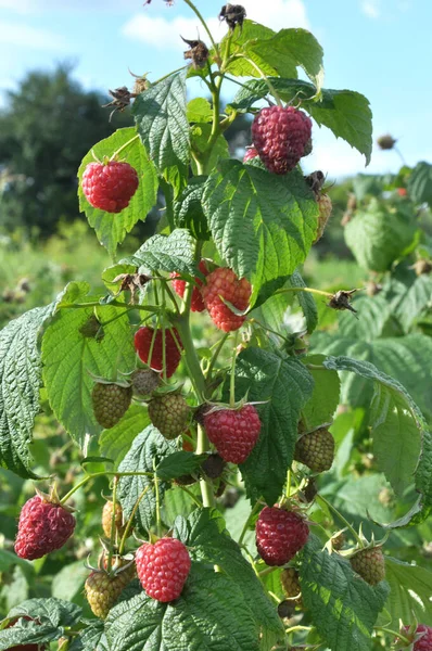 Vruchten Van Frambozen Groene Bladeren Een Bush Tak — Stockfoto