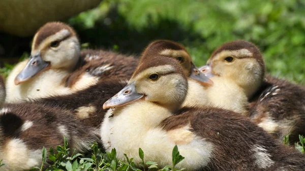 Dans Cour Village Jeunes Canards Musc Cairina Moschata Bree — Photo