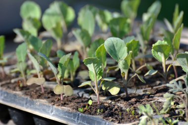 Plastik kasetlerde organik toprakla yetişen lahana tohumları..