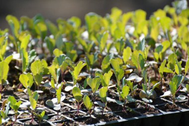 Plastik kasetlerde organik toprakla yetişen lahana tohumları..