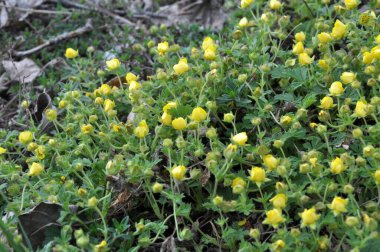 İlkbaharda, doğada potansiyel büyür.