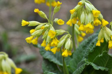 İlkbaharda, Primula veris (Primula veris) vahşi doğada açar.