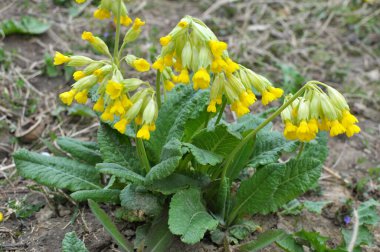 İlkbaharda, Primula veris (Primula veris) vahşi doğada açar.