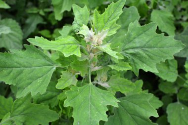 Doğada, alan bir haç yetiştirir (Chenopodium albümü)