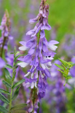 Vicia tenuifolia vahşi çayırlarda çiçek açar.