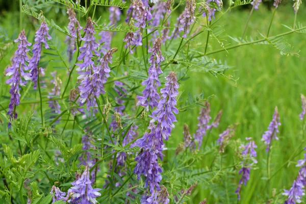 Vicia Tenuifolia Floresce Prado Natureza — Fotografia de Stock