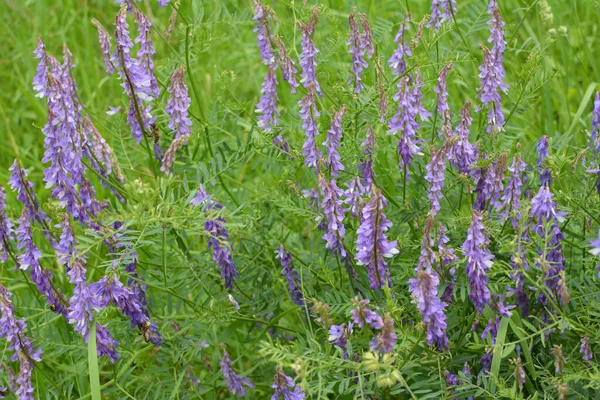 Vicia Tenuifolia Floresce Prado Natureza — Fotografia de Stock