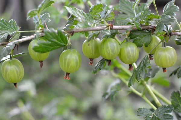 Branch Bush Gooseberry Ripe Berries — Stock Photo, Image