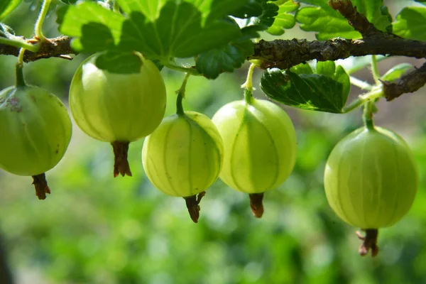Semak Cabang Dari Gooseberry Dengan Buah Berry Matang — Stok Foto