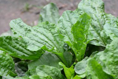 Yazın, doğada muz yetişir.